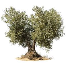 Árbol de olivos en producción - شجرة الزيتون منتجة