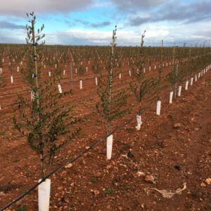 Plantar olivos - غرس أشجار الزيتون