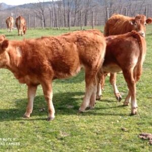 Ganado para carne - تربية البقر لإنتاج اللحم الحلال