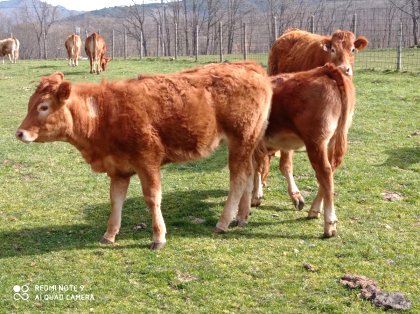 Ganado para carne – تربية البقر لإنتاج اللحم الحلال